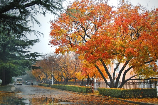 东北财经大学校园风景(896)