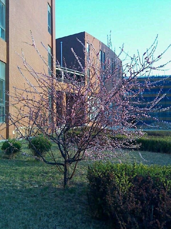 大连科技学院校园风景37390