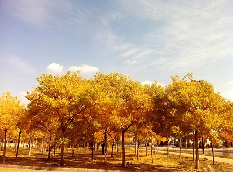 西北民族大学校园风景79850