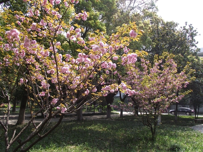 马鞍山学院校园风景(73888)