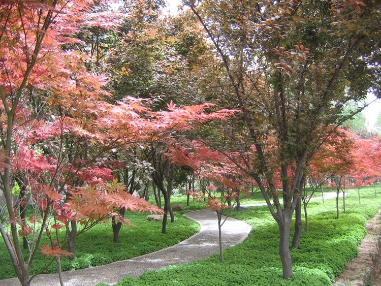 河南林业职业学院校园风景85741