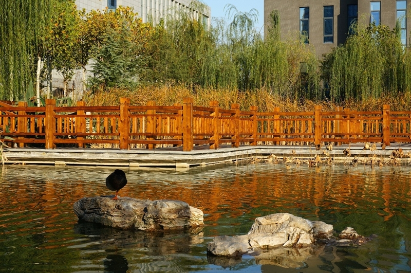 河北师范大学校园风景119444