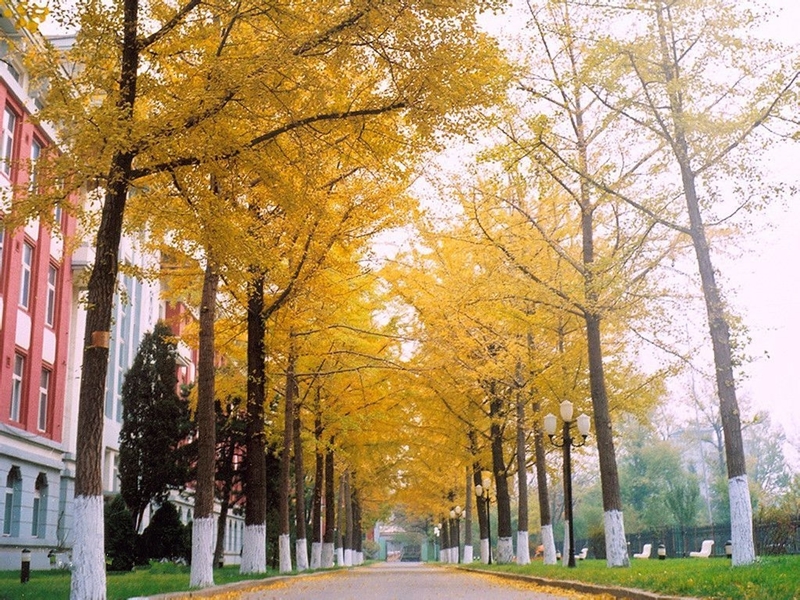 沈阳药科大学校园风景(116975)