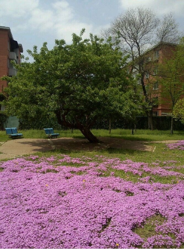 沈阳药科大学校园风景(116965)