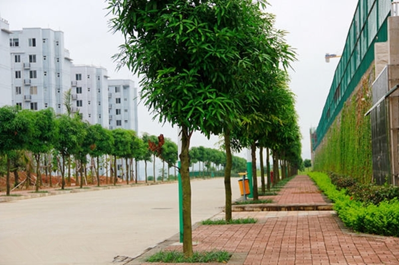 广西中医药大学校园风景123622